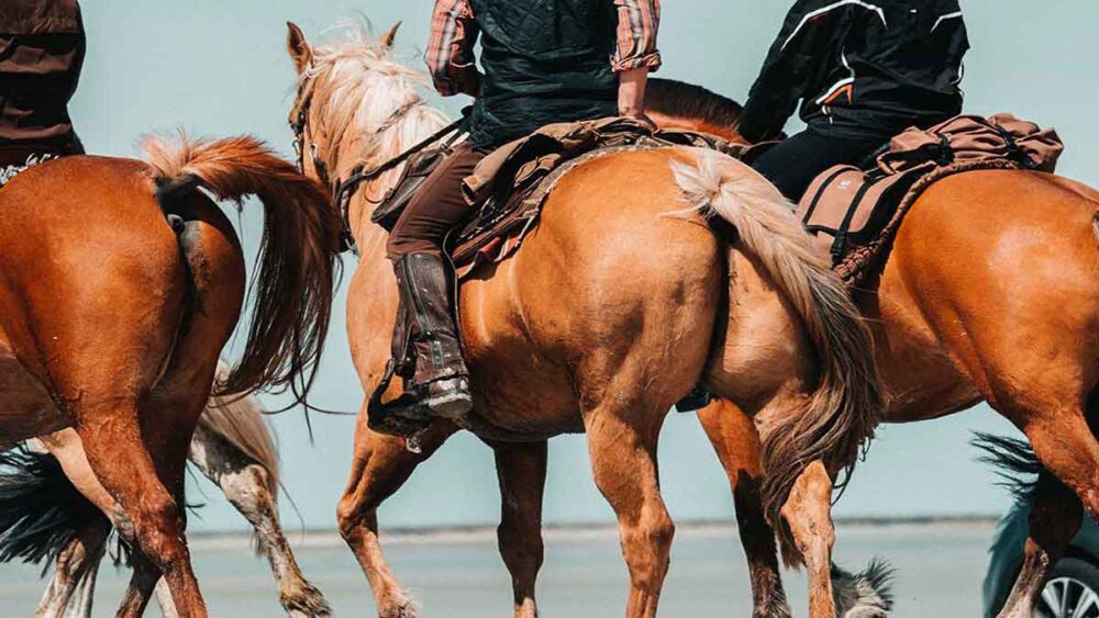 باشگاه های سوارکاری در شیراز